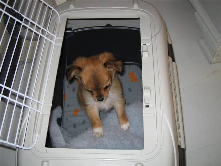 Chihuahua Aica R.I.P. :'( billede 7