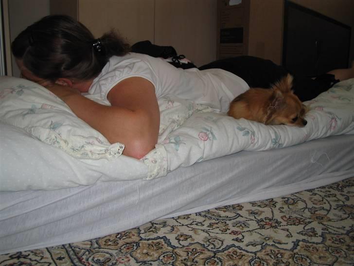 Chihuahua Aica R.I.P. :'( billede 8