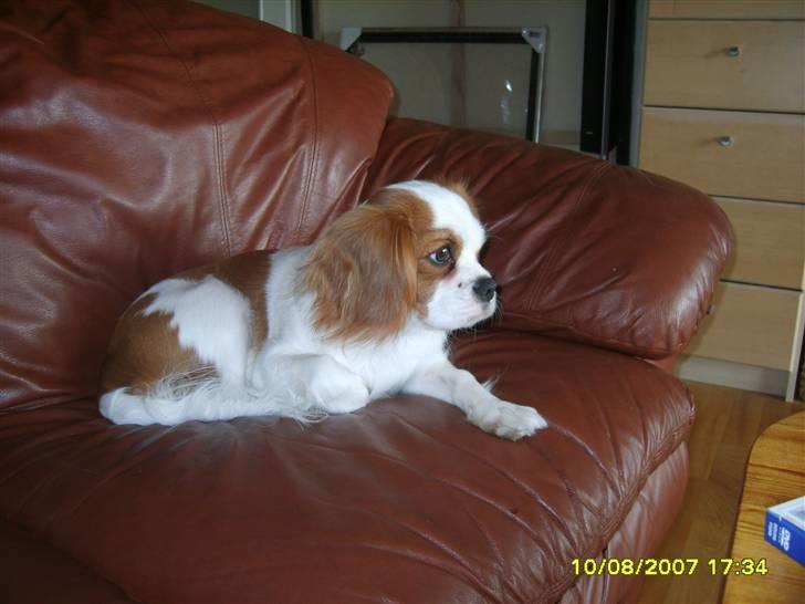Cavalier king charles spaniel Pepsi billede 13