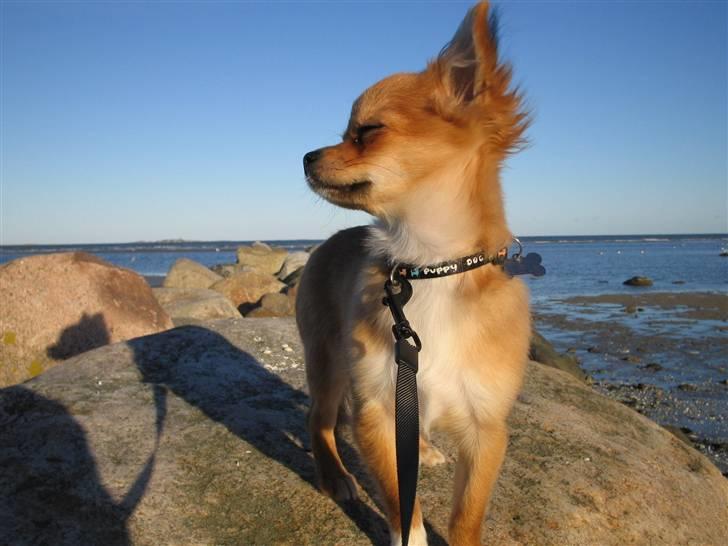 Chihuahua Aica R.I.P. :'( billede 9