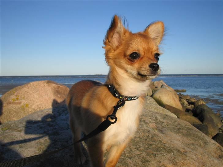 Chihuahua Aica R.I.P. :'( billede 10