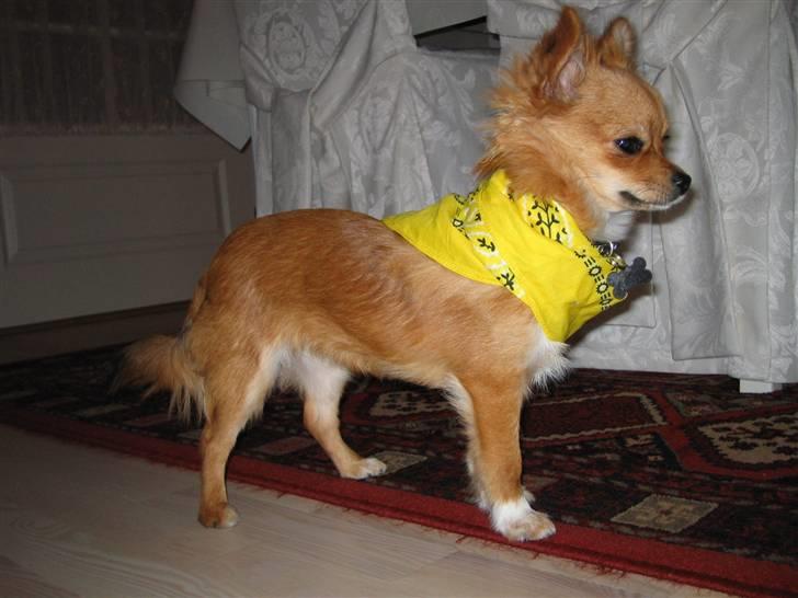 Chihuahua Aica R.I.P. :'( billede 11