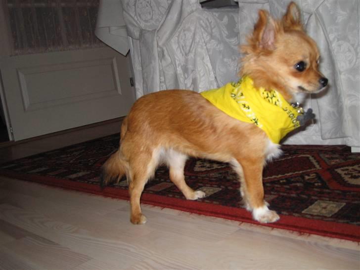 Chihuahua Aica R.I.P. :'( billede 12