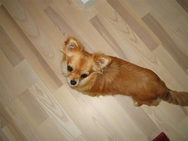 Chihuahua Aica R.I.P. :'( billede 13