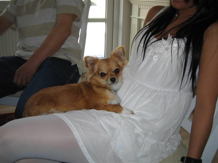 Chihuahua Aica R.I.P. :'( billede 14