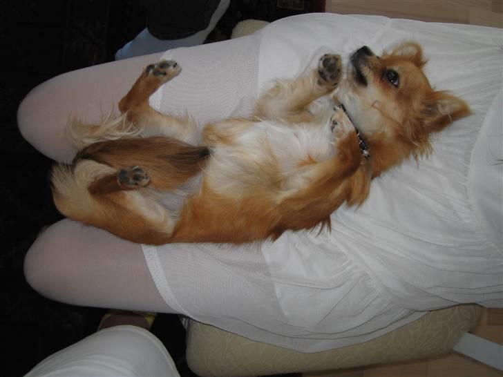 Chihuahua Aica R.I.P. :'( billede 15