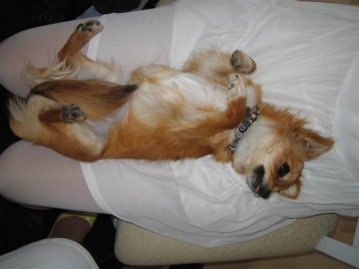 Chihuahua Aica R.I.P. :'( billede 16