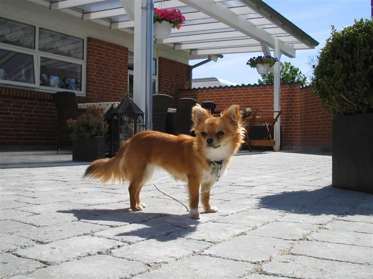 Chihuahua Aica R.I.P. :'( billede 17