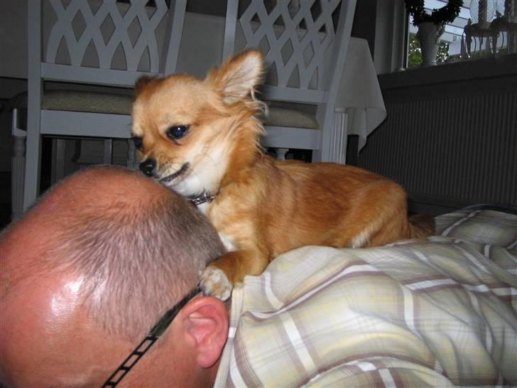 Chihuahua Aica R.I.P. :'( billede 18