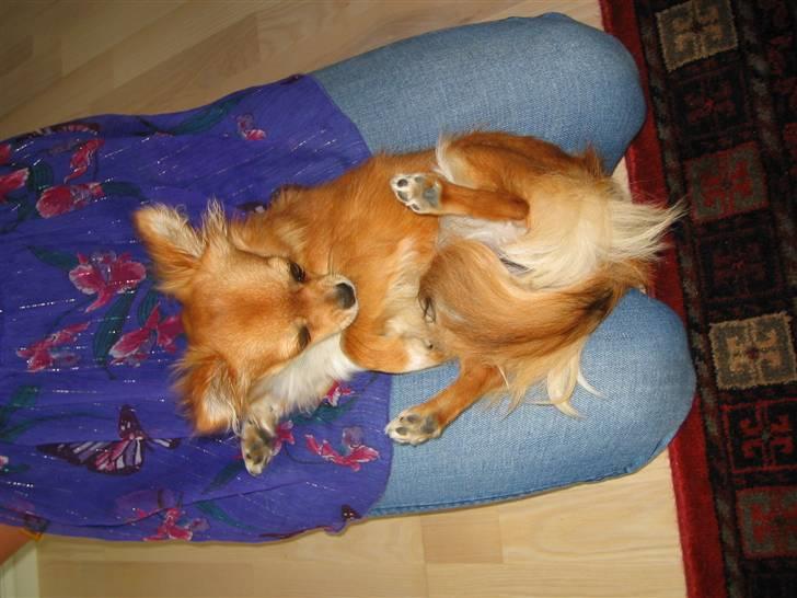 Chihuahua Aica R.I.P. :'( billede 19