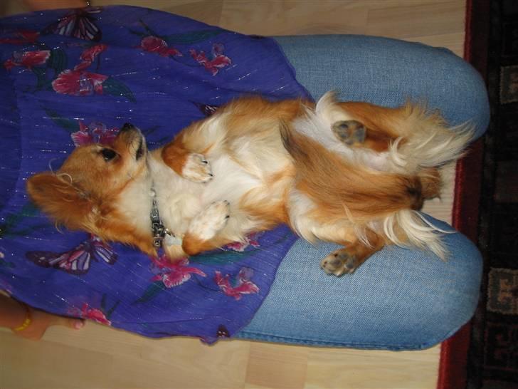 Chihuahua Aica R.I.P. :'( billede 20