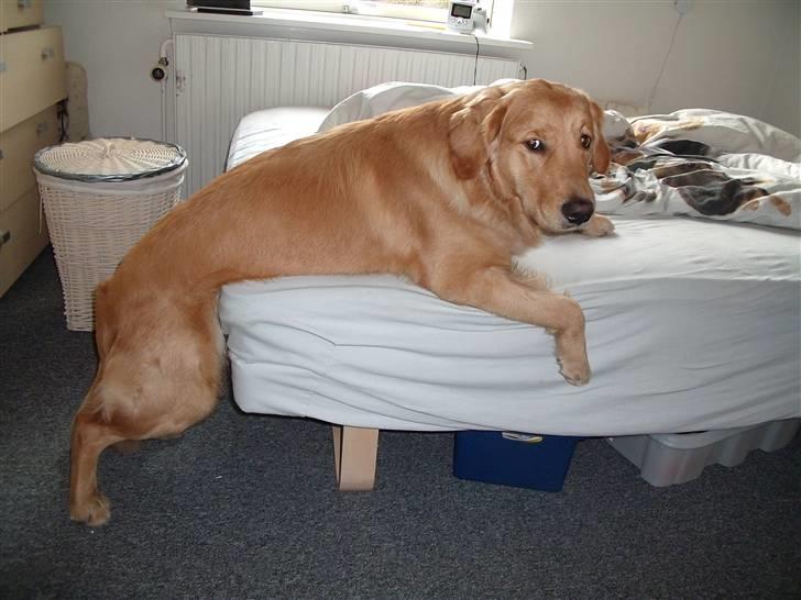 Golden retriever Rocky  - Doven? Hvordan kan man dog tro det?;) billede 3