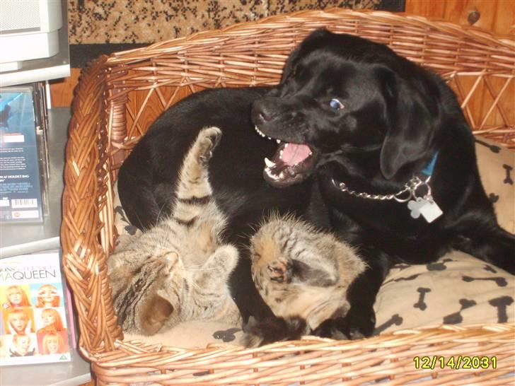 Labrador retriever Basse(Bastian) - Basse og min gamle kat Frida leger vildt;-D billede 7