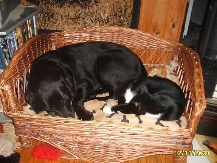 Labrador retriever Basse(Bastian) - Basse og TomTom tager sig en lur... billede 8