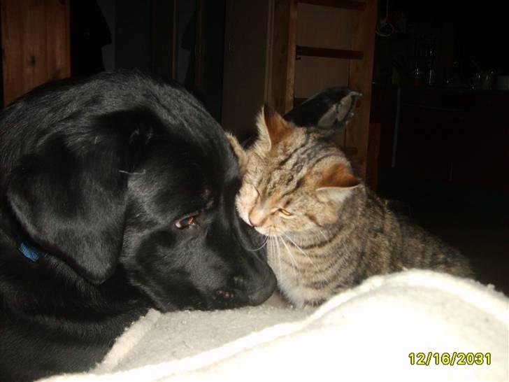 Labrador retriever Basse(Bastian) - Frida tager en "bid" af Basse... billede 9