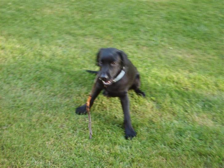 Labrador retriever Basse(Bastian) - Basse har fundet en pind:-) billede 10