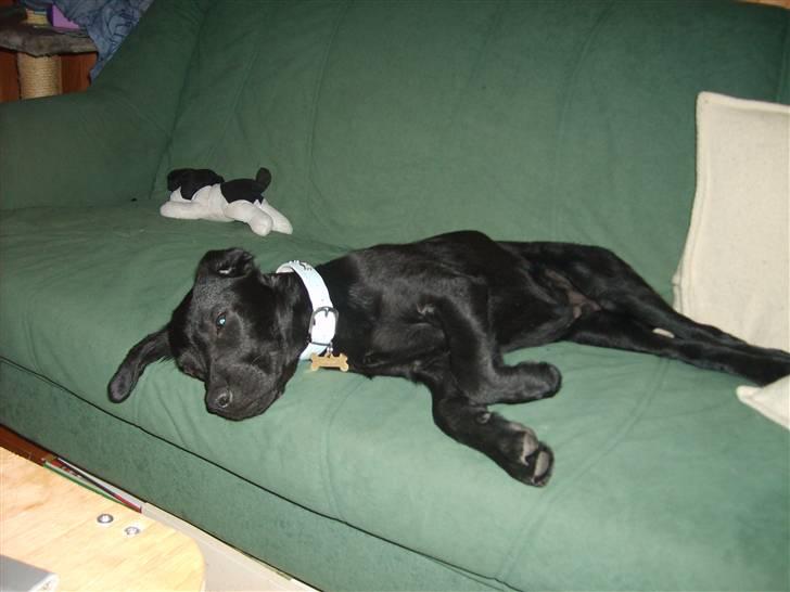 Labrador retriever Basse(Bastian) - En meget tynd lille basse... Her har jeghaft ham i ca 1 uge og han havde allerede taget godt på.... billede 11