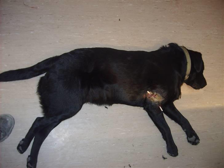 Labrador retriever Basse(Bastian) - Basse var så uheldig at møde en glubsk Shæfer:-( Krævede en syning, et dræn og penicillin i 10 dage... billede 12