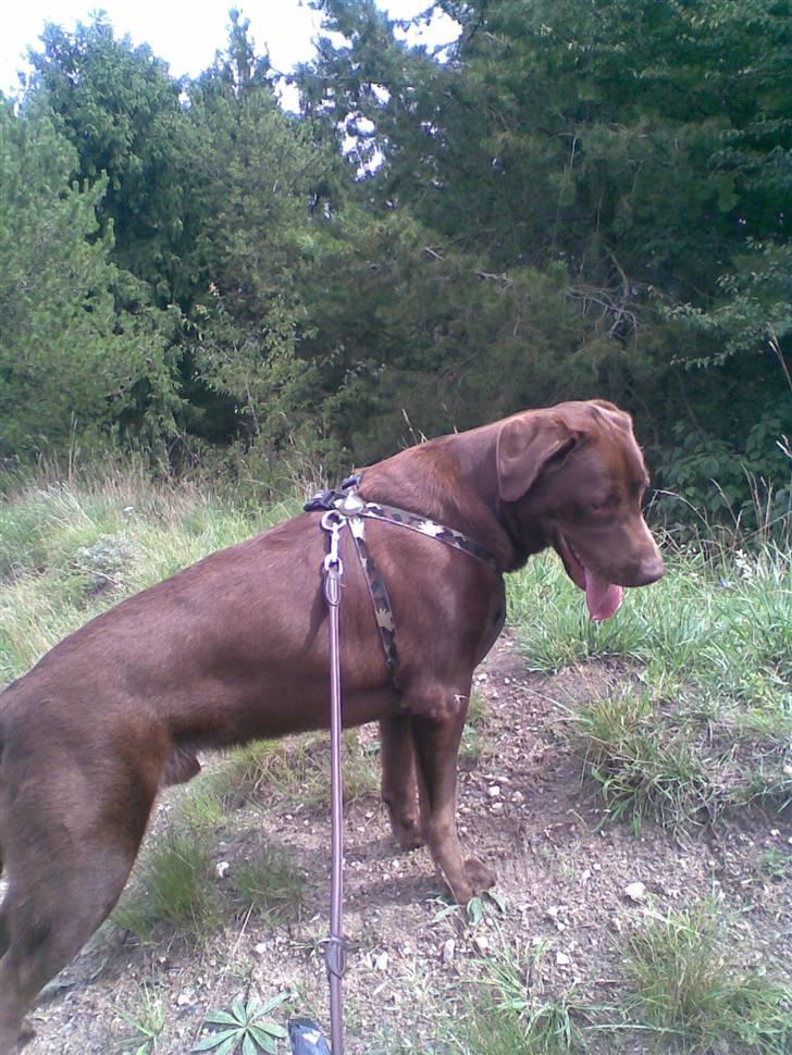 Labrador retriever Anton (Berg) - Vi har lige besteget et "bjerg" i Lystrup Plantage billede 9