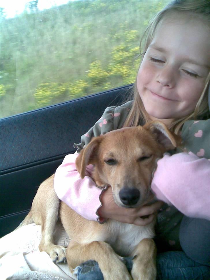 Blanding af racer Simba *solgt* billede 11