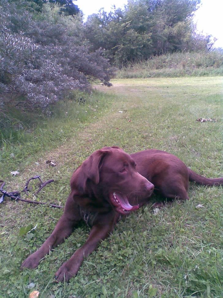 Labrador retriever Anton (Berg) - Jeg er ikke helt i form til disse Cross Country ture med det bliver jeg billede 10