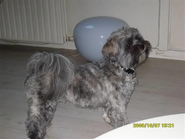 Lhasa apso Coco billede 8