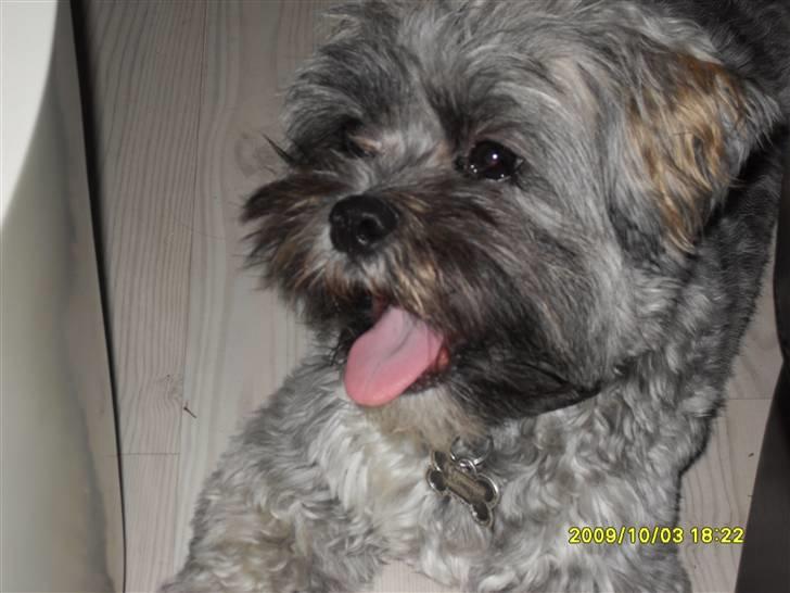 Lhasa apso Coco billede 9