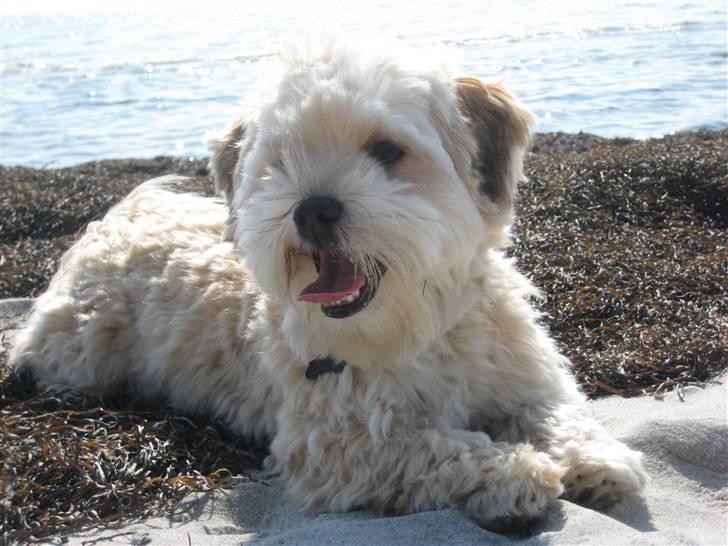 Bichon havanais Nelli - Nelli 8 måneder. Hygger på stranden billede 1