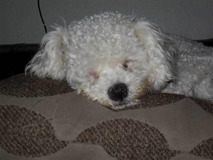 Bolognese Pufi billede 10