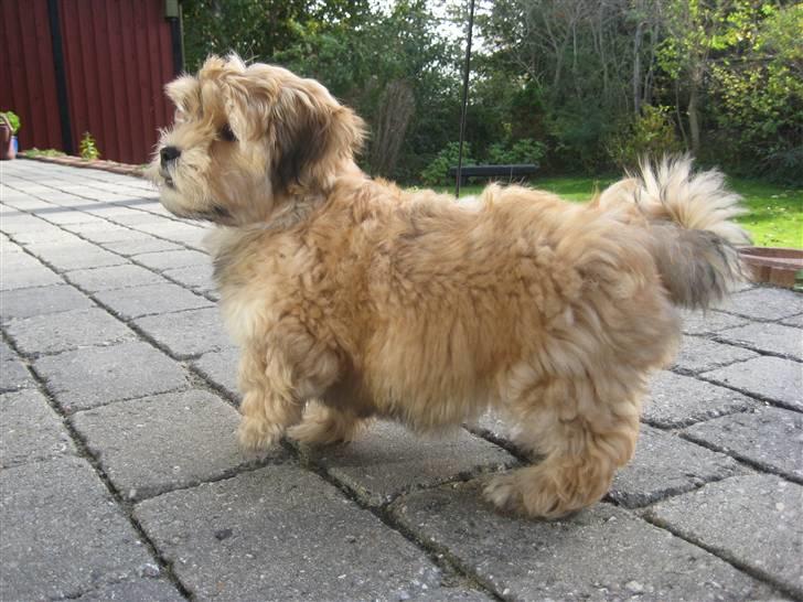 Bichon havanais Nelli - 12 uger og fantastisk smuk :o) billede 2