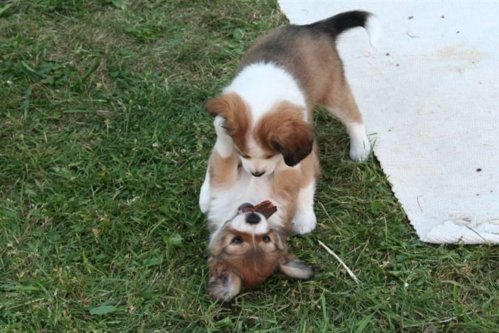 Blanding af racer tulle billede 9