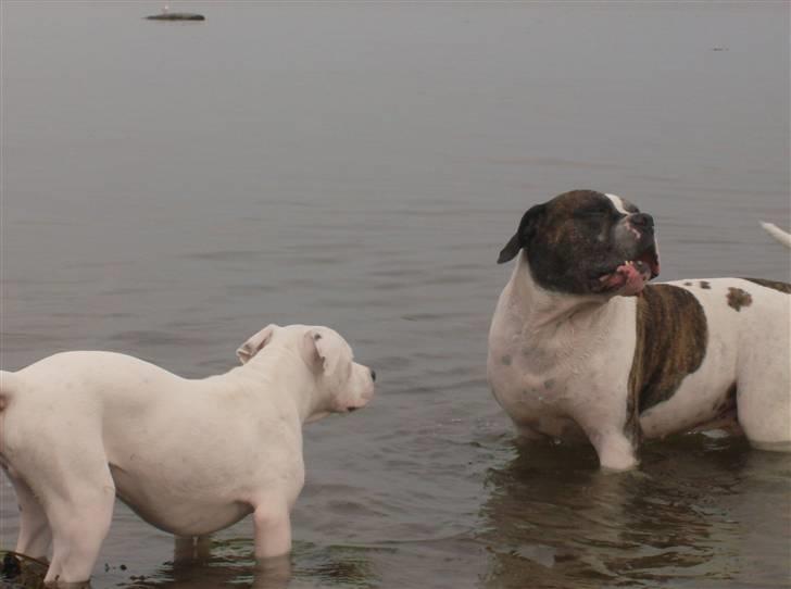 Amerikansk bulldog Herman -Sov godt skat-RIP billede 17