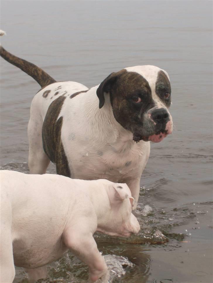 Amerikansk bulldog Herman -Sov godt skat-RIP billede 18