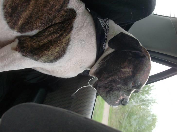 Amerikansk bulldog Herman -Sov godt skat-RIP billede 19