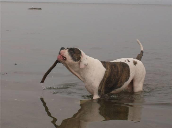 Amerikansk bulldog Herman -Sov godt skat-RIP billede 20