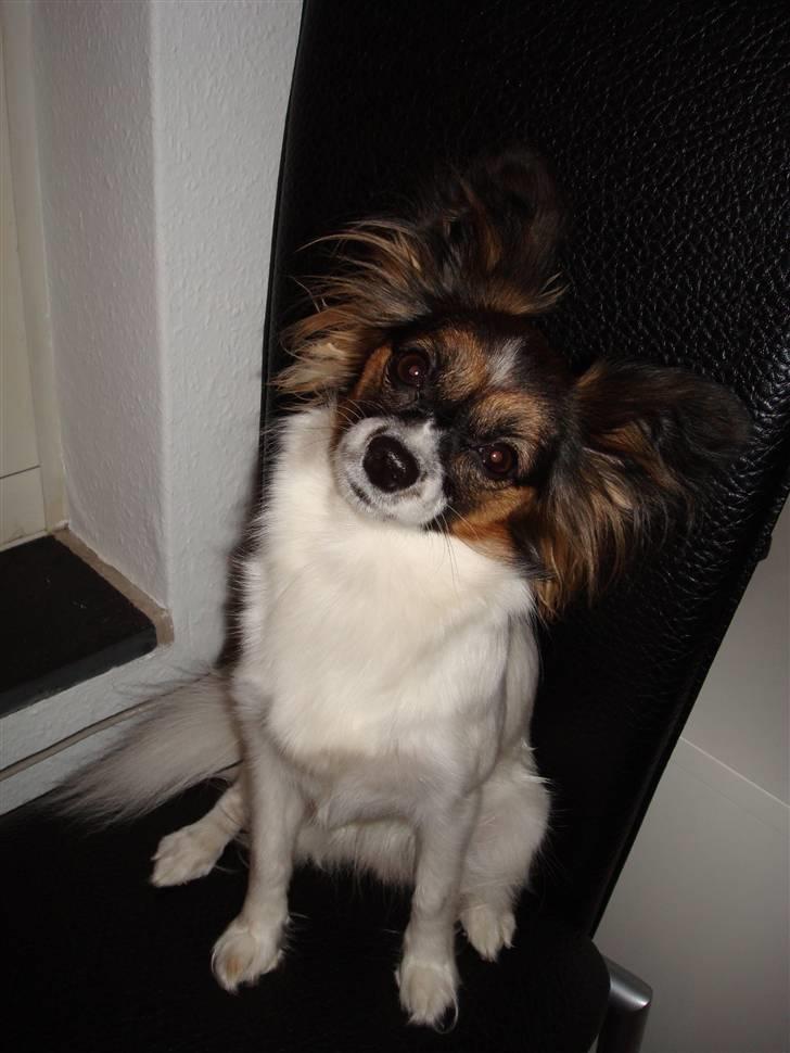 Papillon Ziva billede 10
