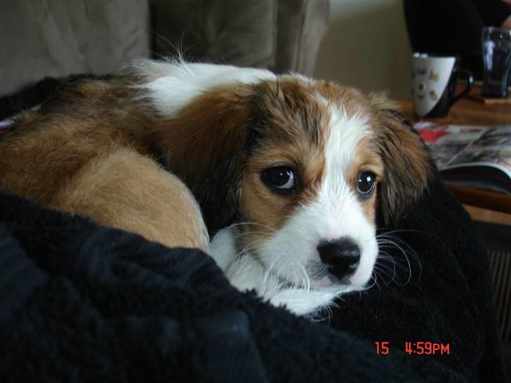 Blanding af racer tulle - jeg er træt for jeg har været i bad , og det var ikke sjovt. billede 10