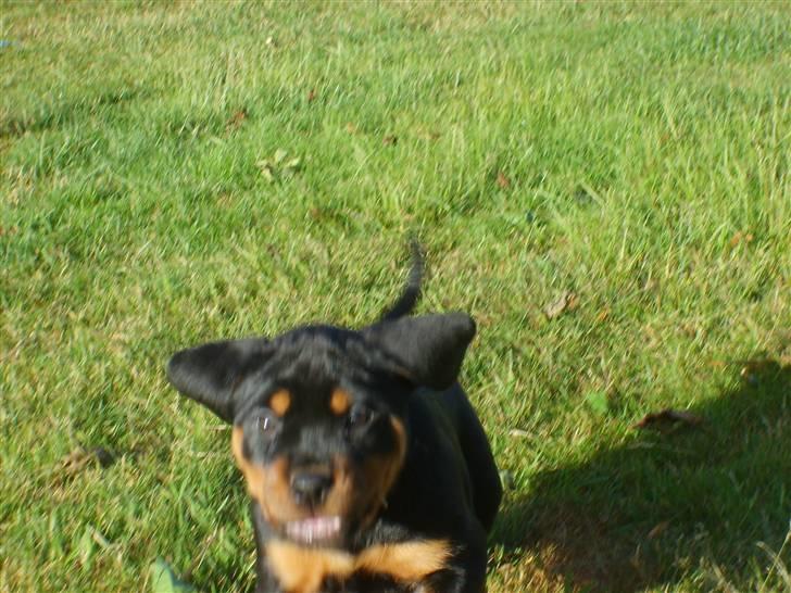 Rottweiler Kenzo - Første gang vi så kenzo, han kom løbene imod os som om vi var savnet billede 1