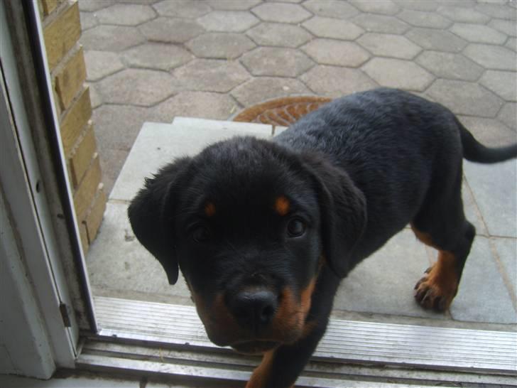 Rottweiler Kenzo - Hmmm læg nu det kamera billede 2