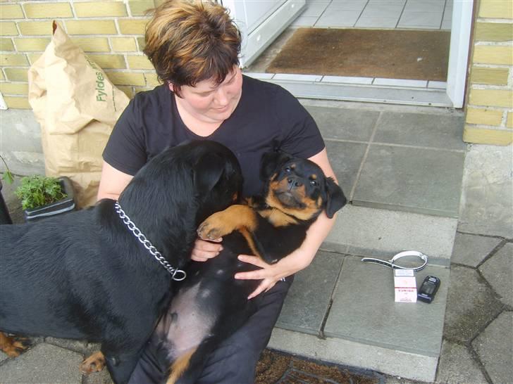 Rottweiler Kenzo - nyder lige livet i armene på min "mor" mens min rigtige mor venter på at hun kan få min plads billede 3