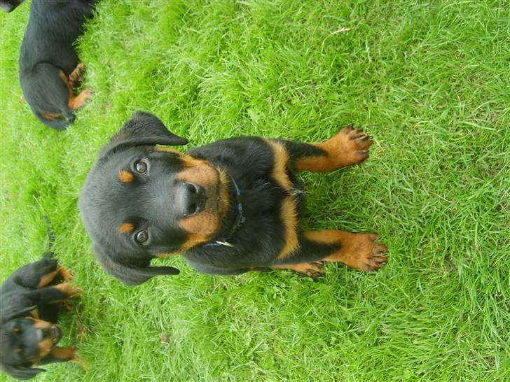 Rottweiler Kenzo - Dejlig vaps billede 4