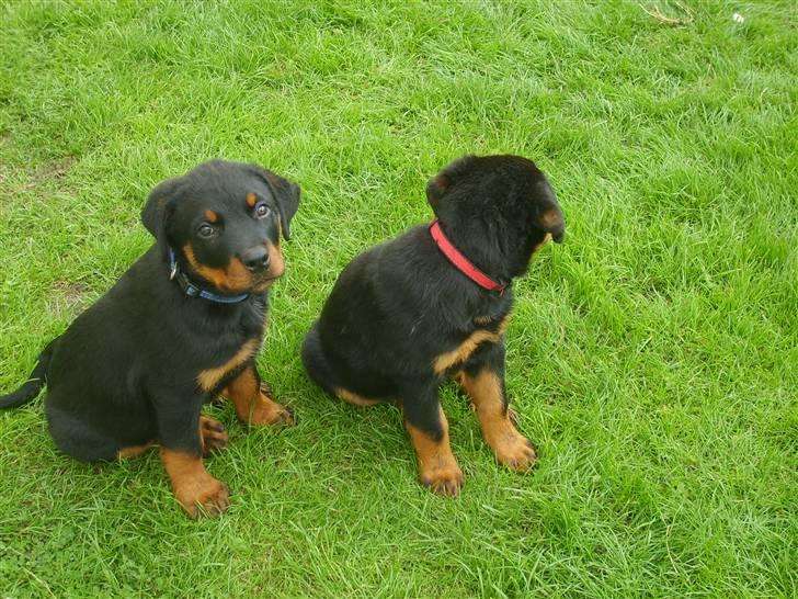 Rottweiler Kenzo - Kenzo og hans søster Ronja billede 5