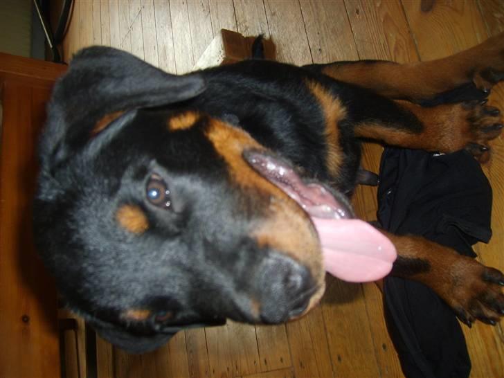 Rottweiler Kenzo - Charme, selvtillid og lækker pels billede 6