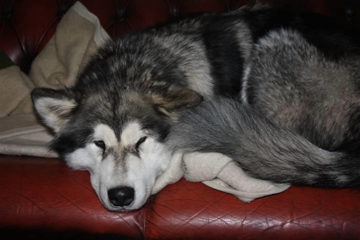 Alaskan malamute Ayrin - Ayrin på sofaen... yndlingspladsen i huset:-) billede 13