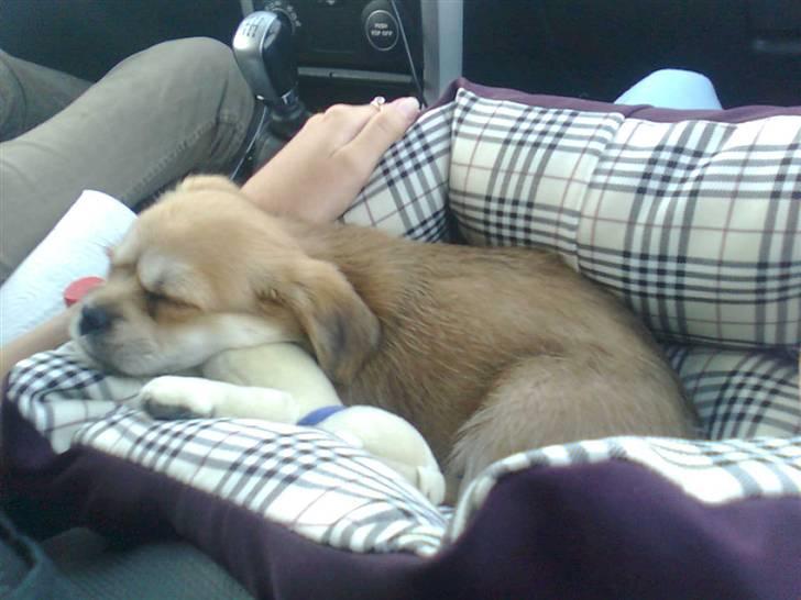 Blanding af racer Chicko <3 - Chicko på vej hjem i bilen<3 billede 7