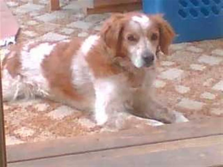 Breton Zako - <3 billede 1