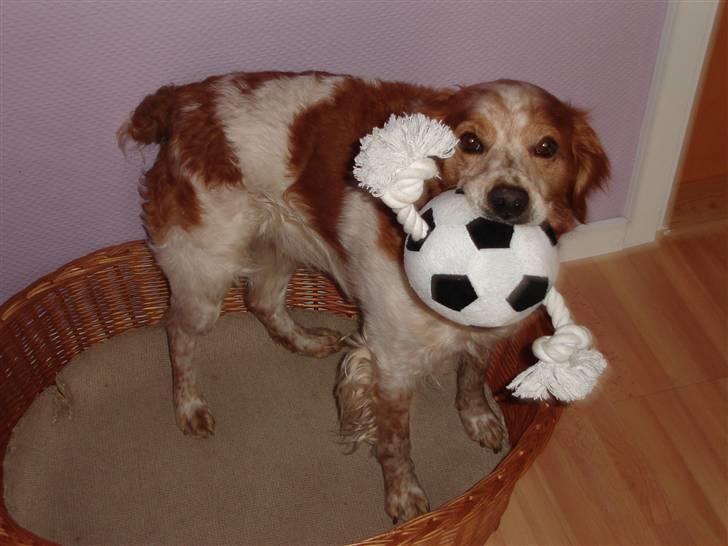 Breton Zako - ikke så godt, men der kommer snart nye og bedre billeder. :) billede 2