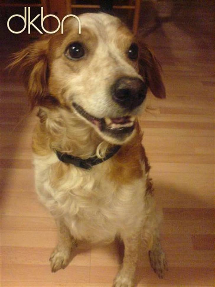 Breton Zako - Hej snut. <3 billede 3