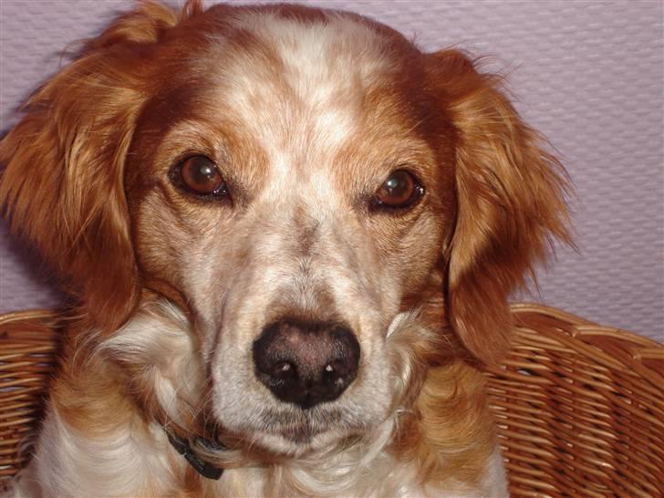 Breton Zako - Zako. billede 4