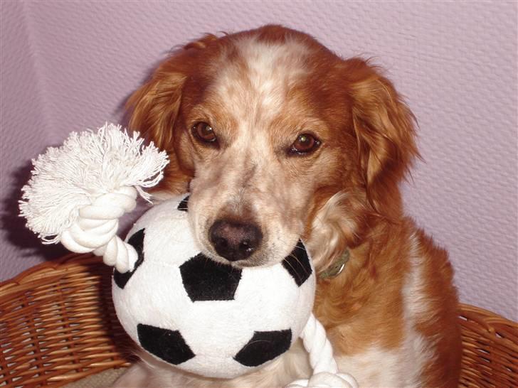 Breton Zako billede 5